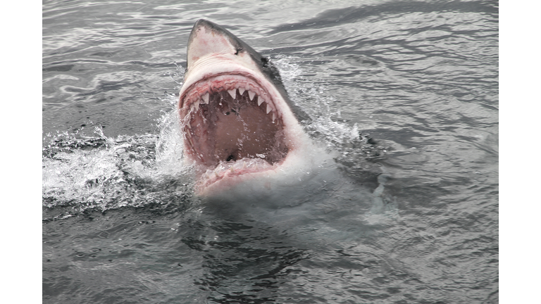 attack great white shark