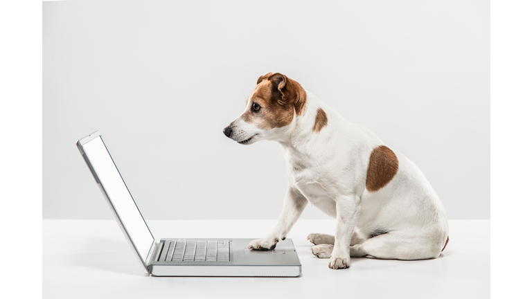 Dog and Laptop