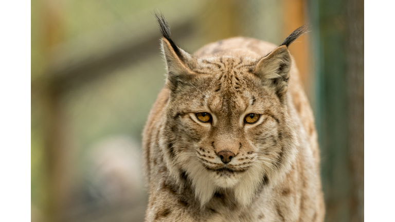 A big lynx is attentive outside in winter