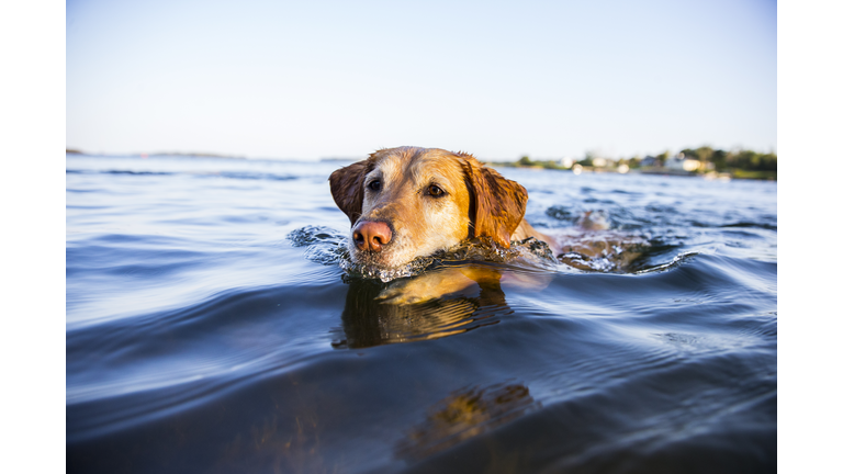 Dog Swimming