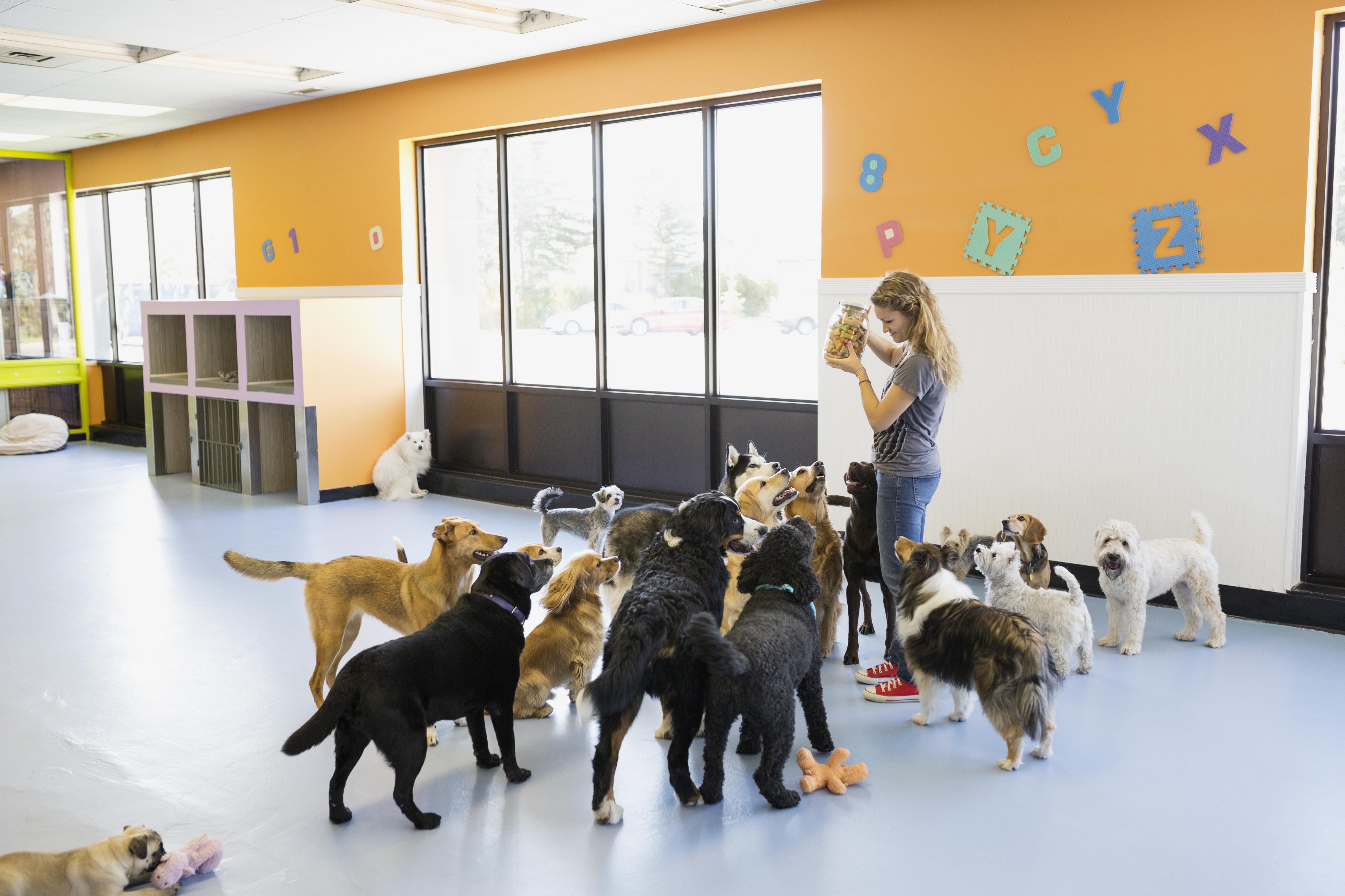 Beyond the Playpen: The Anatomy of a Balanced Dog Daycare Routine