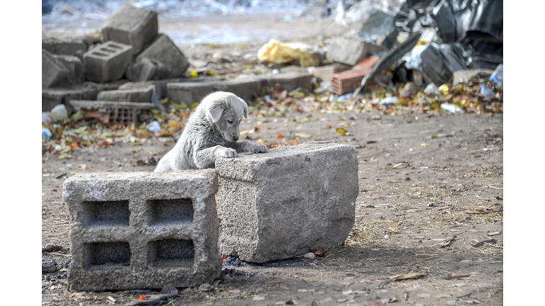 A puppy in the earthquake area