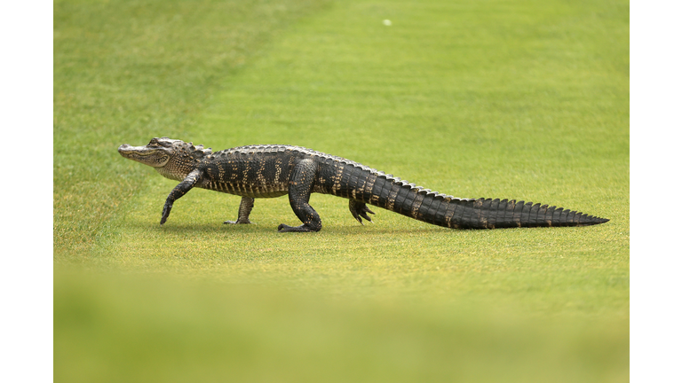 Watch as a Huge Alligator Goes Through a Metal Fence on Florida Golf Course