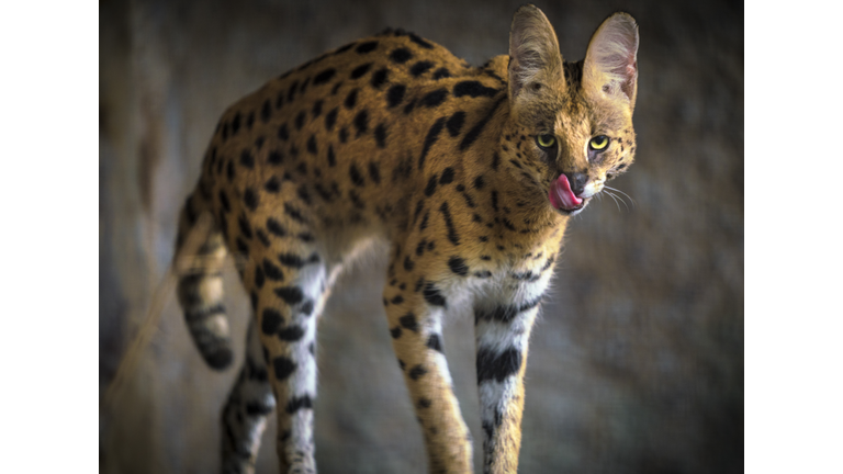 wild serval cat with it's tongue out