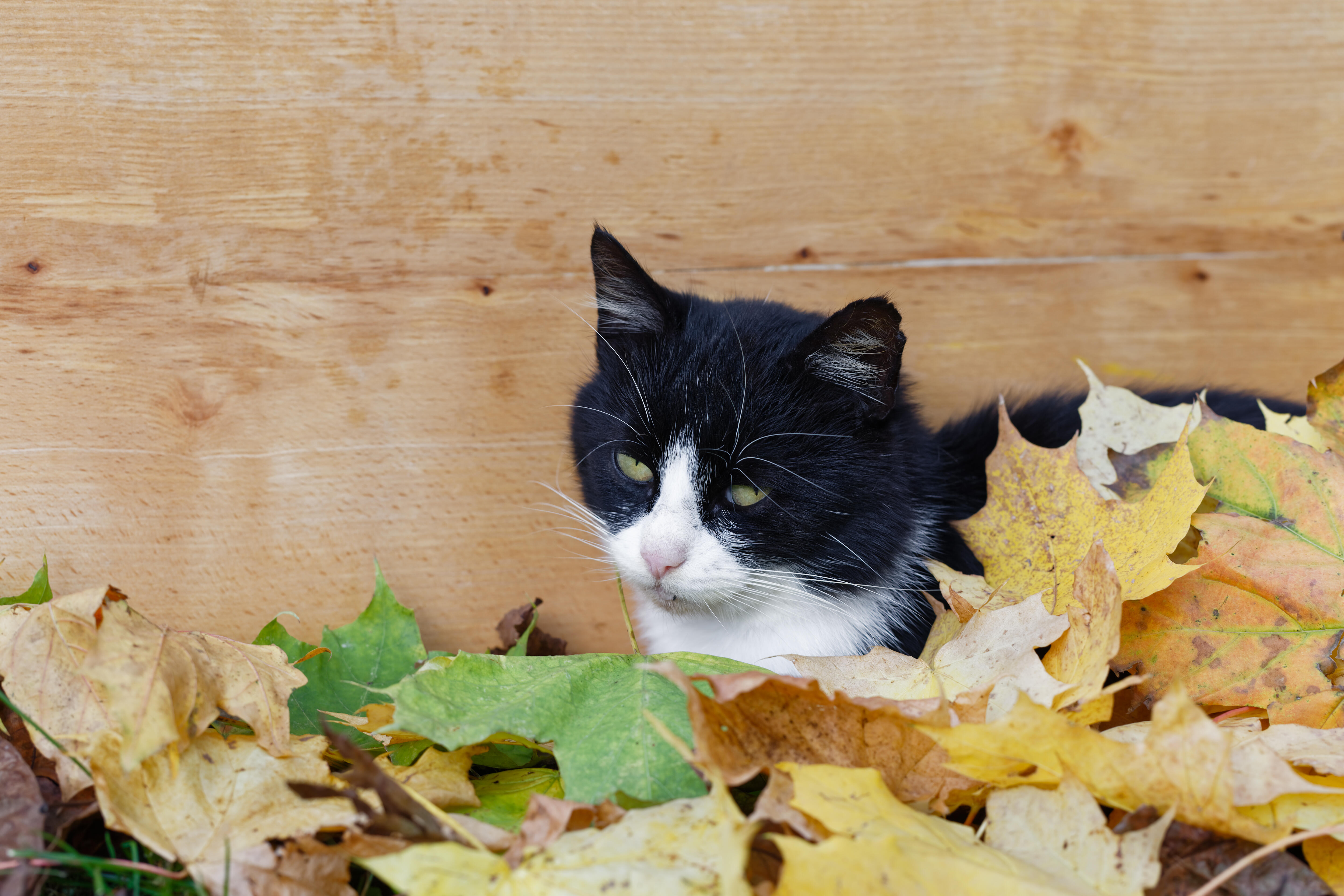 Stacey & Mike's Happy News: Kitty Rescued With Jaws Of Life