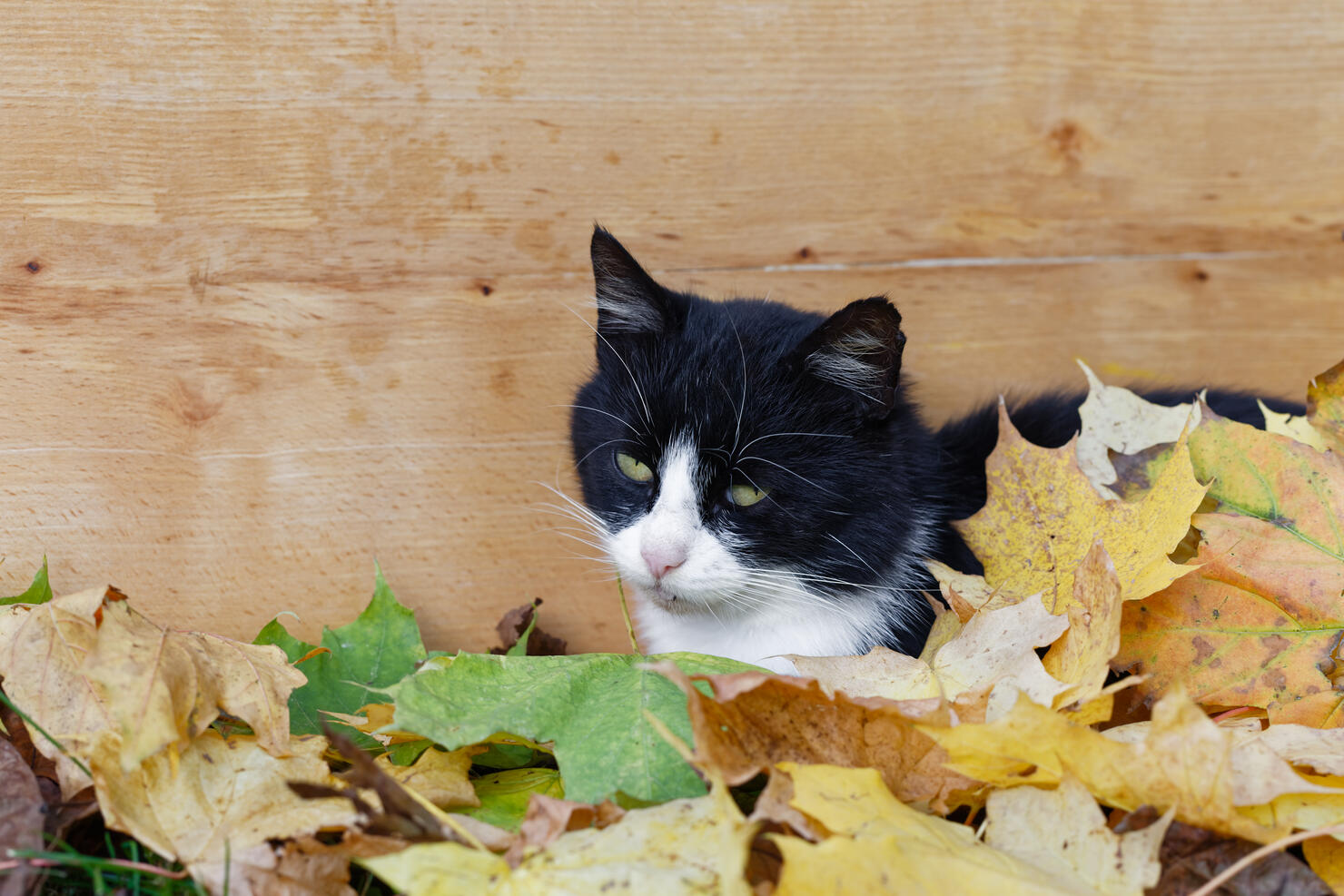 Black And White Cat Covered With Autumn Leaves Over Wooden Board Background