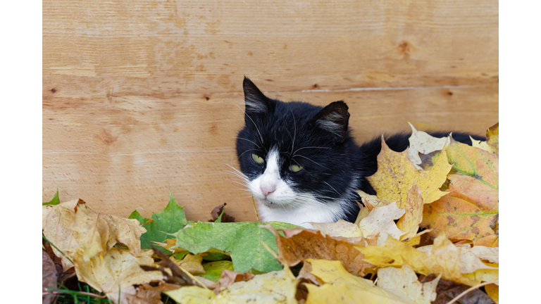 Black And White Cat Covered With Autumn Leaves Over Wooden Board Background