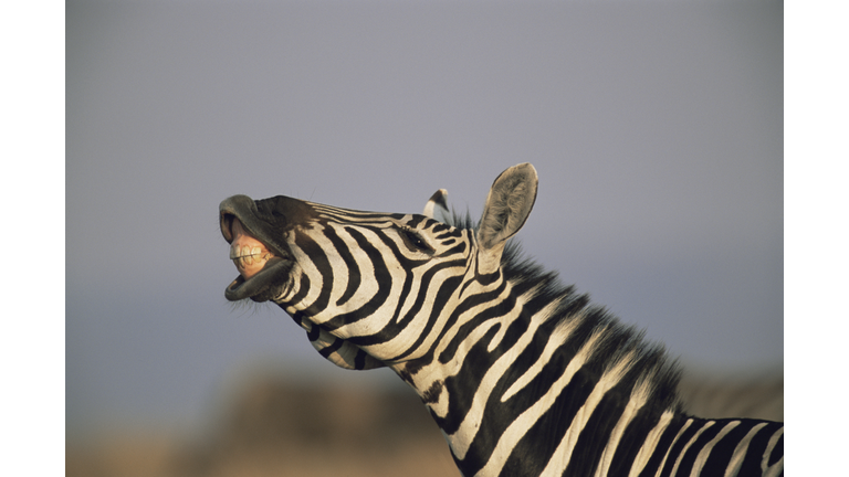 Common zebras (Equus quagga) bearing teeth, close-up