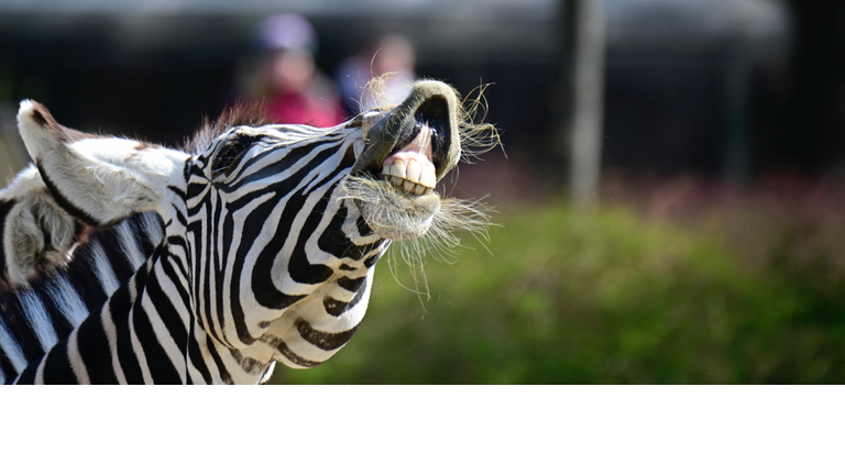 GERMANY-ANIMALS-ZOO