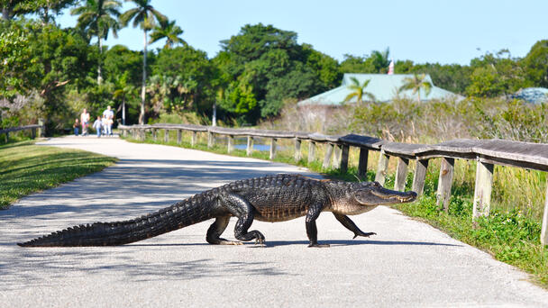 Deputies Wrangle Giant Alligator Named Elvis Wandering Near Preschool
