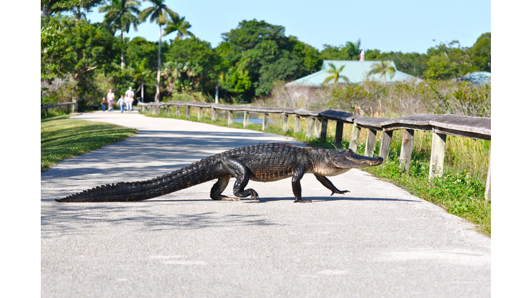 Aligator crossing in front of family