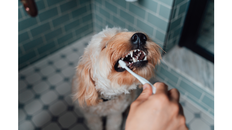 Close-up Shot Of Male Hand Brushing Teeth Of His Dog In The Bathroom
