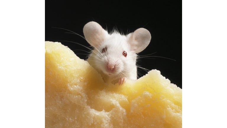 White mouse on piece of cheese, close-up