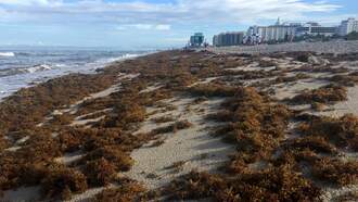 Toxic Seaweed Blob Threatening Florida Coast