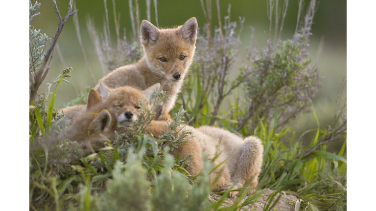 Three coyote pups resting in grass, Jackson Hole, Wyoming, United States