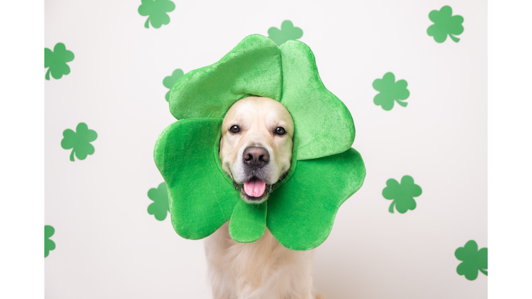 A dog in a leprechaun hat sits on a white background with green clovers. Golden Retriever on St. Patrick's Day