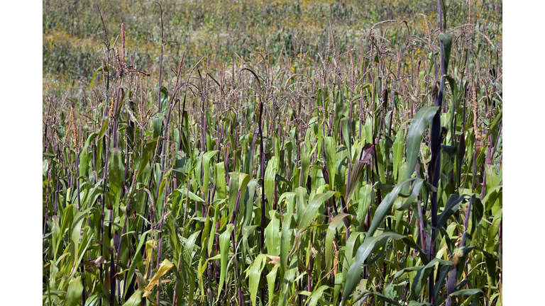 Animals & Health / Corn & Fuel
