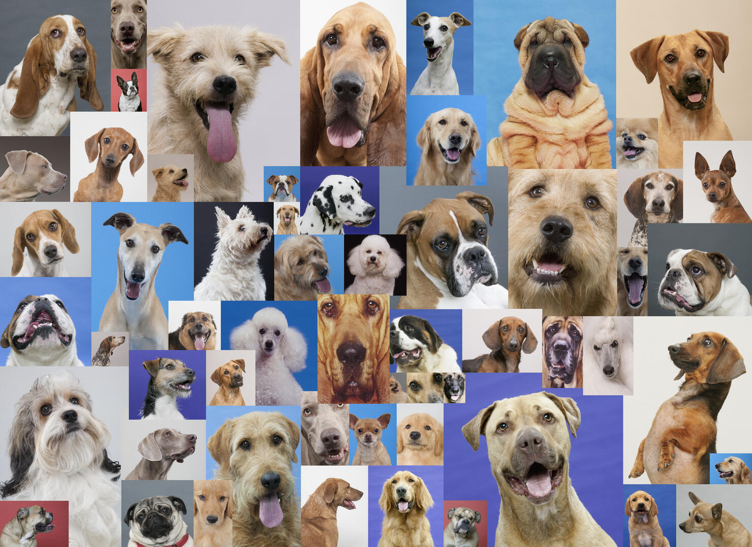 Montage of various dogs