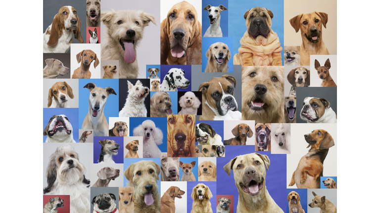 Montage of various dogs