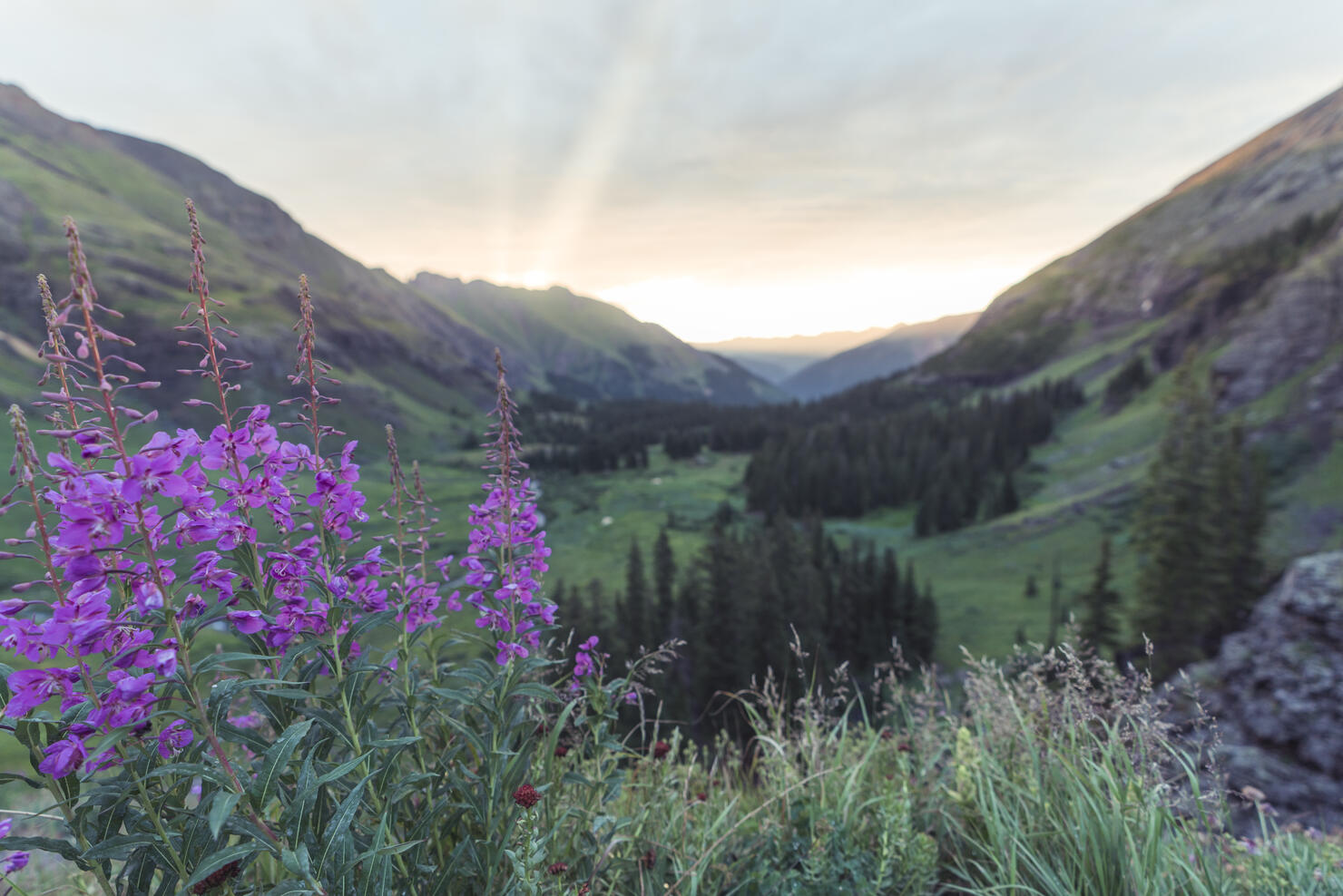 Ice Lake Basin - Valley of Wildflowers (San Juan National Forest, Colorado)