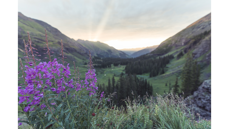 Ice Lake Basin - Valley of Wildflowers (San Juan National Forest, Colorado)