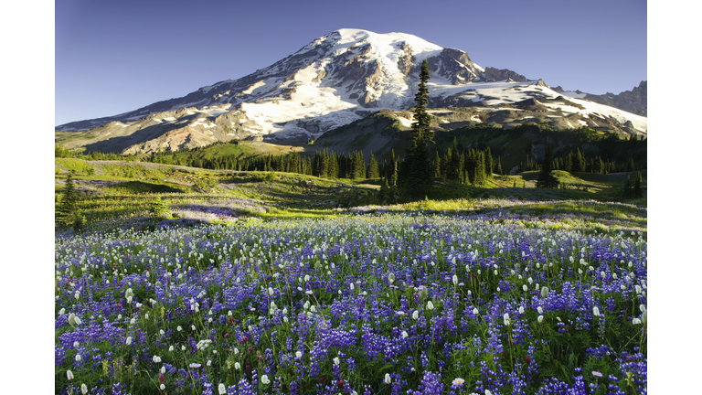 USA, Washington, Mt. Rainier National Park, field with wildflowers