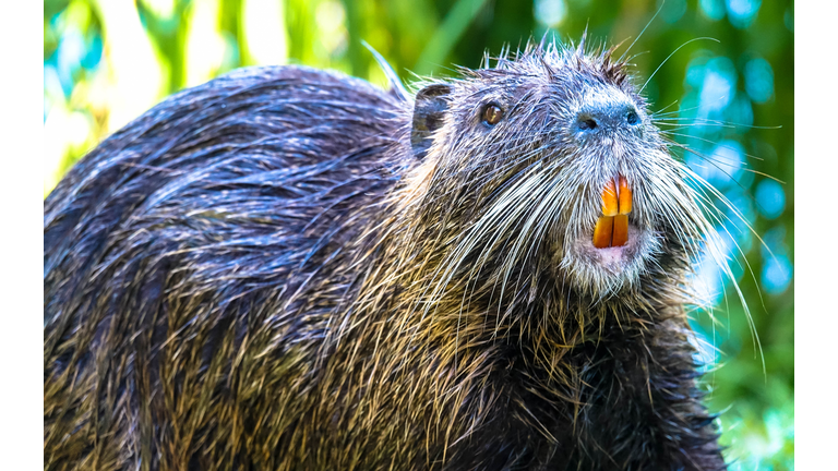 Nutria with yellow teeth