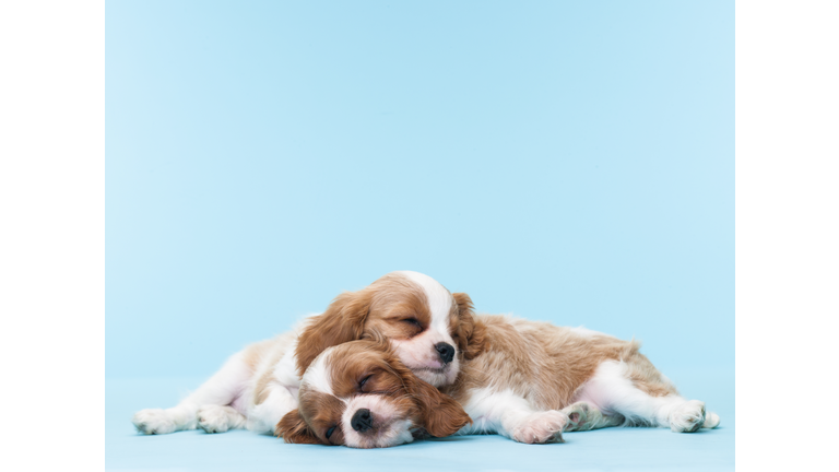 Two Puppies Sleeping on Eachother