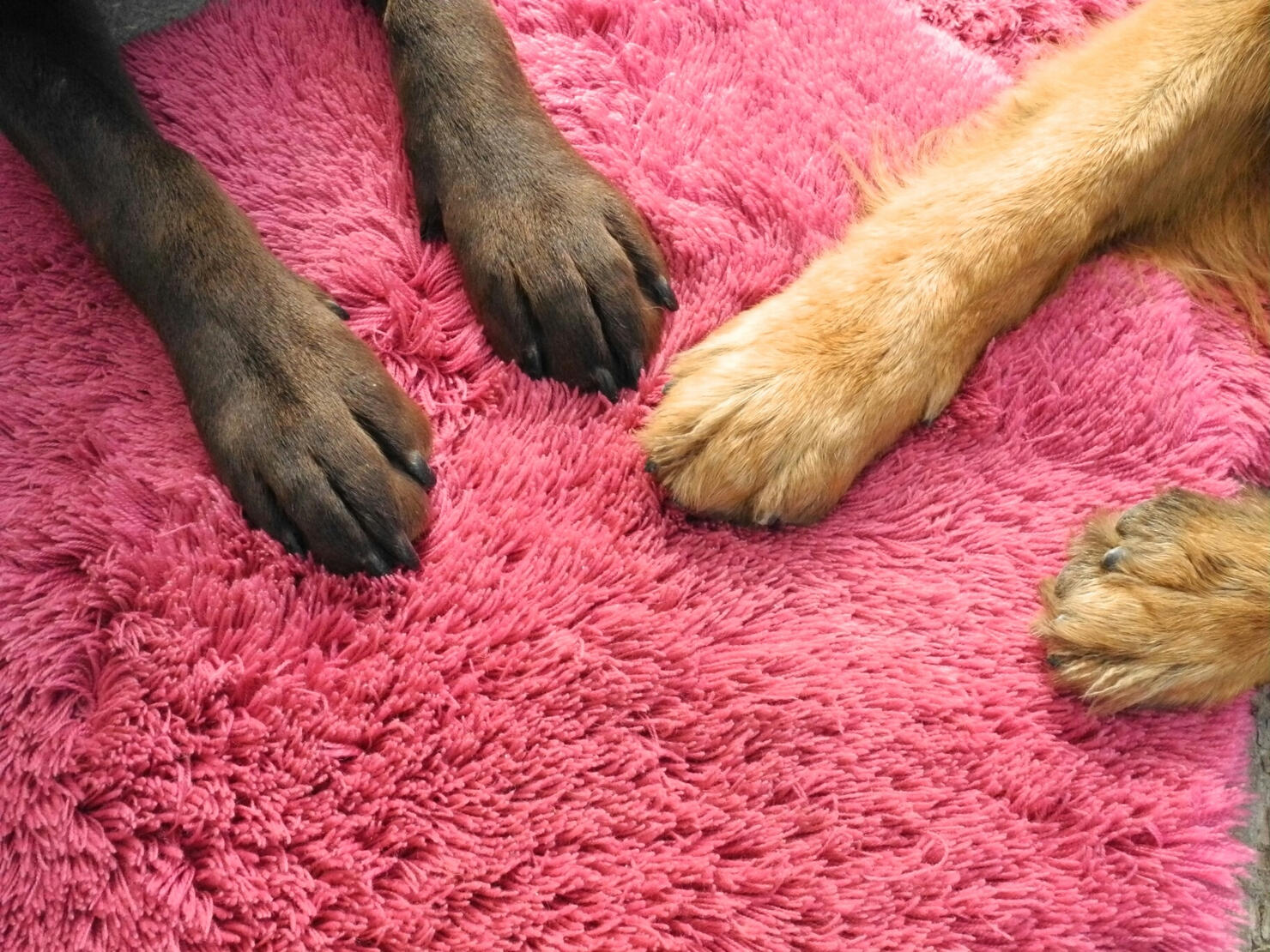 Close-Up Of Dog Paw