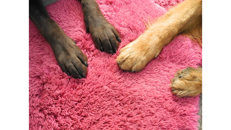 Close-Up Of Dog Paw