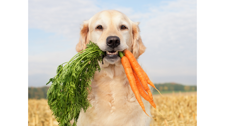 Dog with vegetables