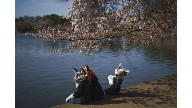 Cherry Blossoms Continue Bloom In Nation's Capital
