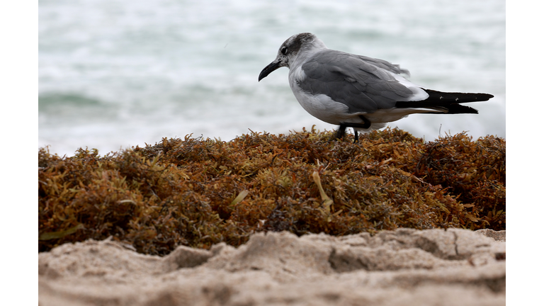 Large Algae Bloom In Atlantic Ocean Makes Way To Florida Beaches