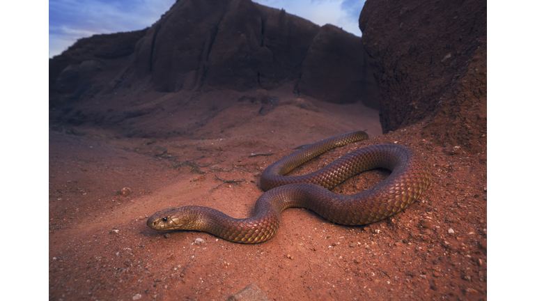 Large, wild king brown/mulga snake (Pseudechis australis) from south central New South Wales, Australia