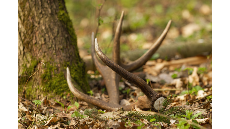 Red deer shed fallen down on leaves by a tree in forest.