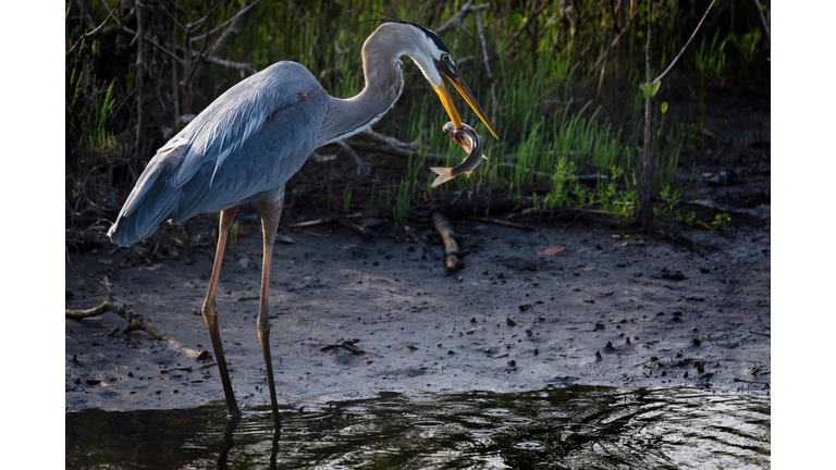 US-WILDLIFE-HERON