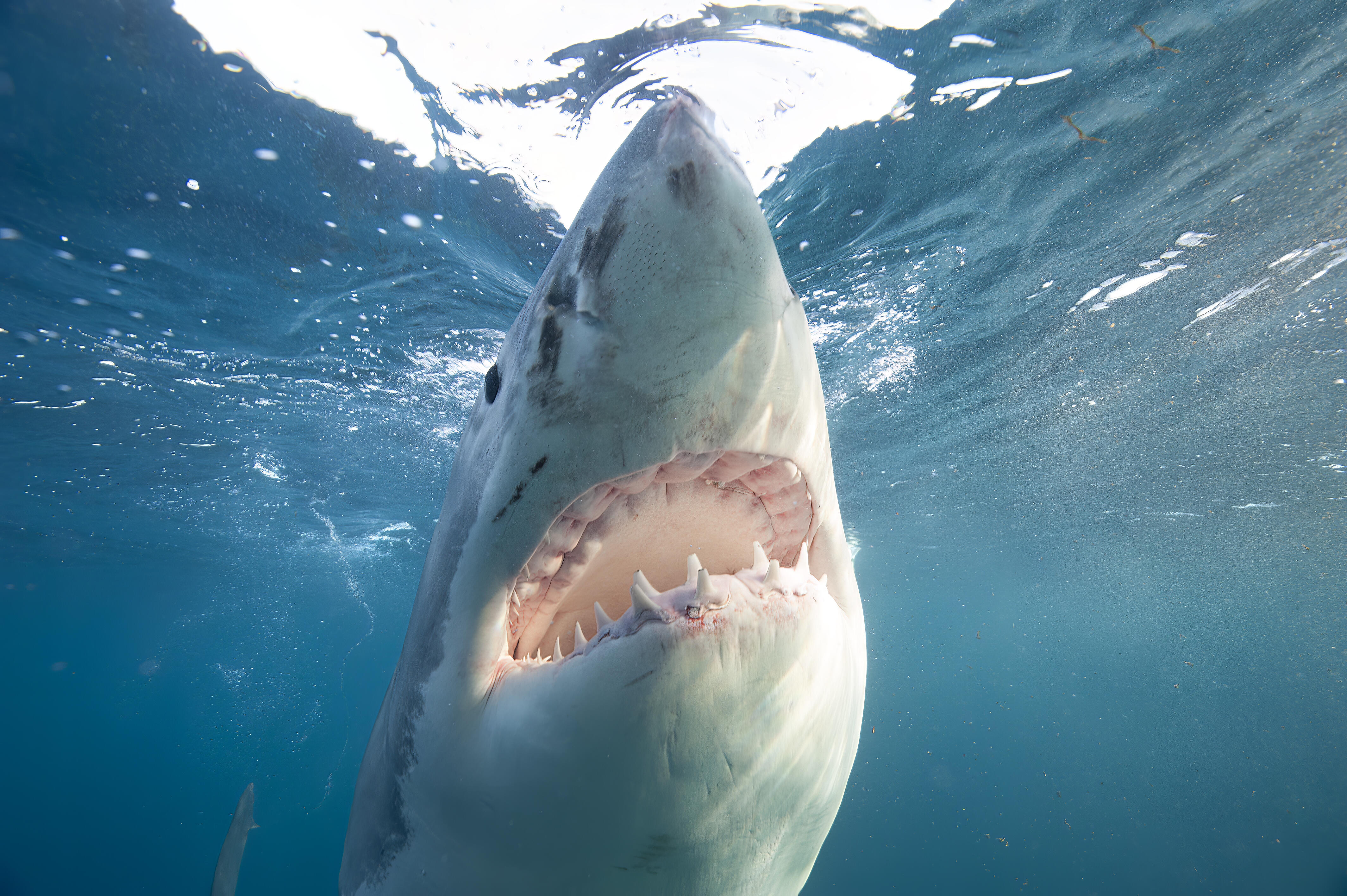 Shocking Video Catches Shark Swimming Near Beachgoers In Florida Iheart