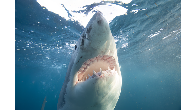 Great White Shark Mouth Open