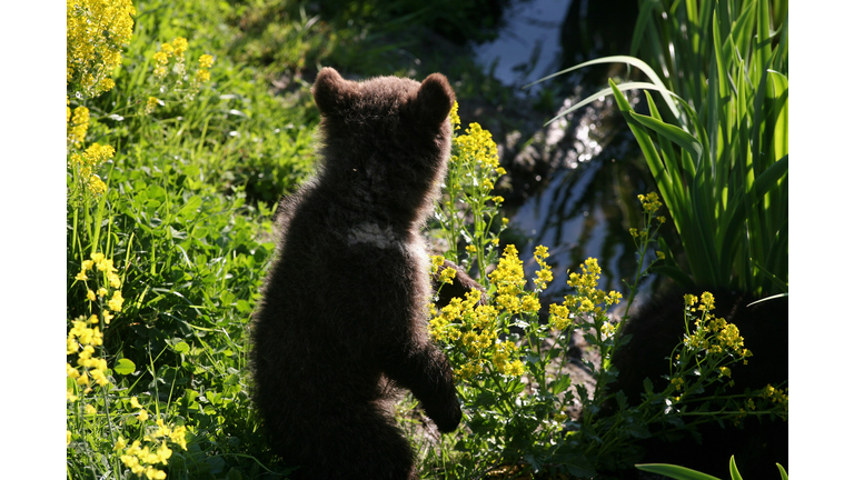 Brown Bear Cubs Born In Wildlife Park