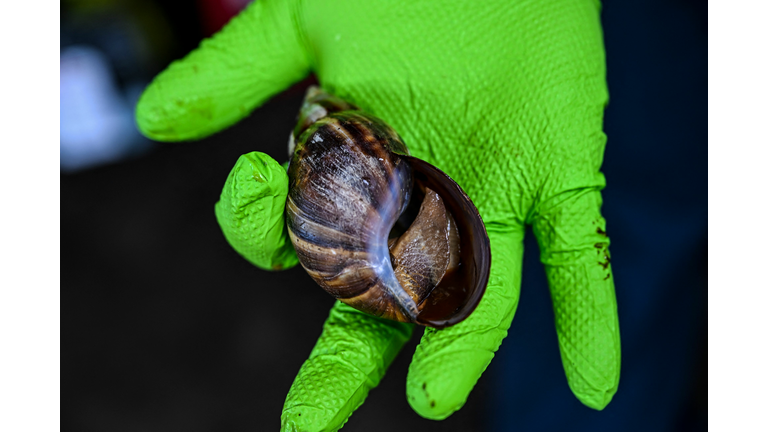 US-ENVIRONMENT-SNAIL-ANIMAL-AGRICULTURE