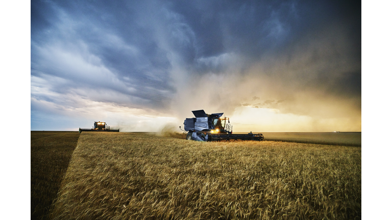 Wide shot of combines harvesting wheat with storm clouds in background during harvest on summer evening