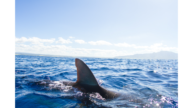 Sharks swimming, fin out of water, Hawaii
