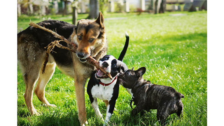 Three friendly happy playing dogs in summer park. German shepherd, american staffordshire terrier and french bulldog holding one stick. Different dog breeds have fun together.