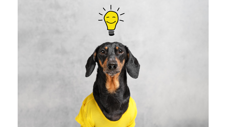 smart and clever dog  dachshundwith a light bulb with a smile, over your head. having an idea.