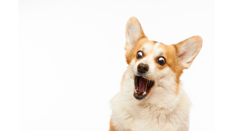 Studio shot of Welsh corgi Pembroke catching a treat.