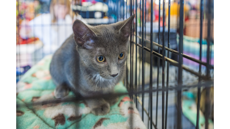 Gray young cat or kitten in a cage at a pet adoption event
