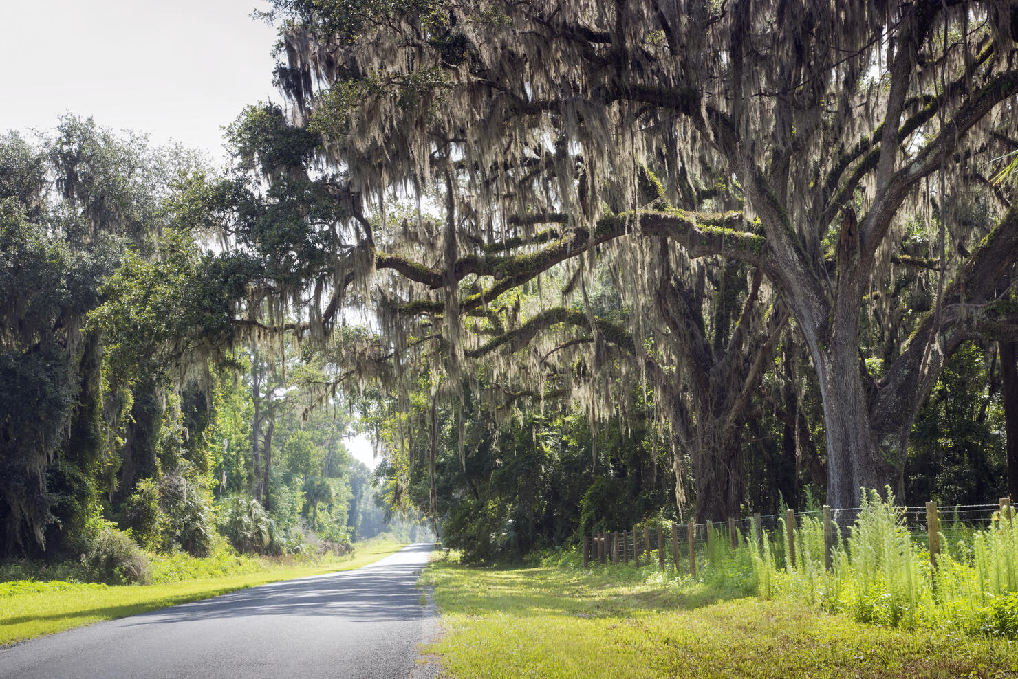 Country Road, Ancient Oak Trees, Spanish Moss
