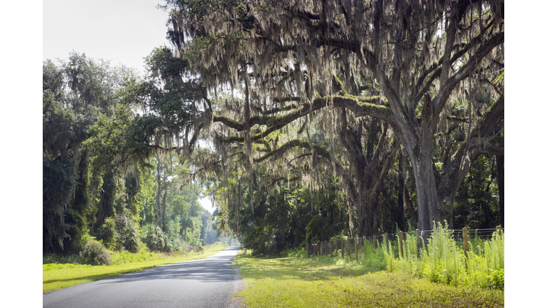 Country Road, Ancient Oak Trees, Spanish Moss