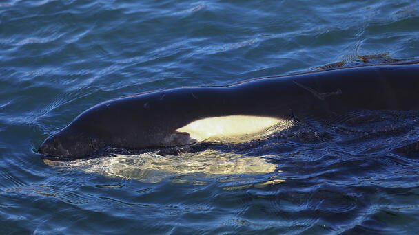 Miami Seaquarium's Famed Orca Lolita To Be Freed