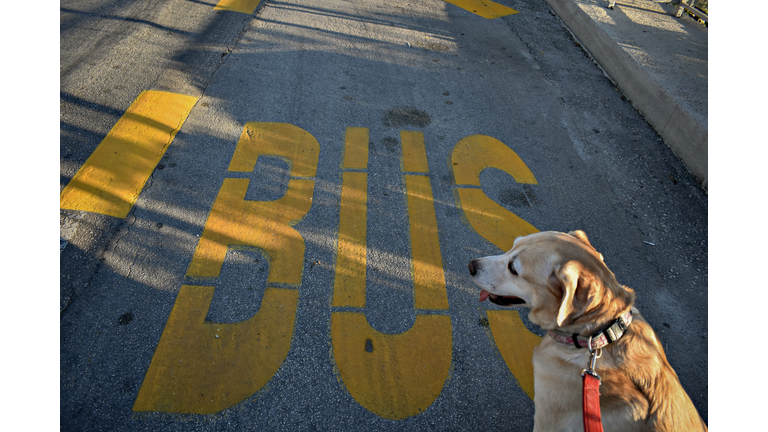 Golden Labrador retriever dog looking and waiting at a bus station